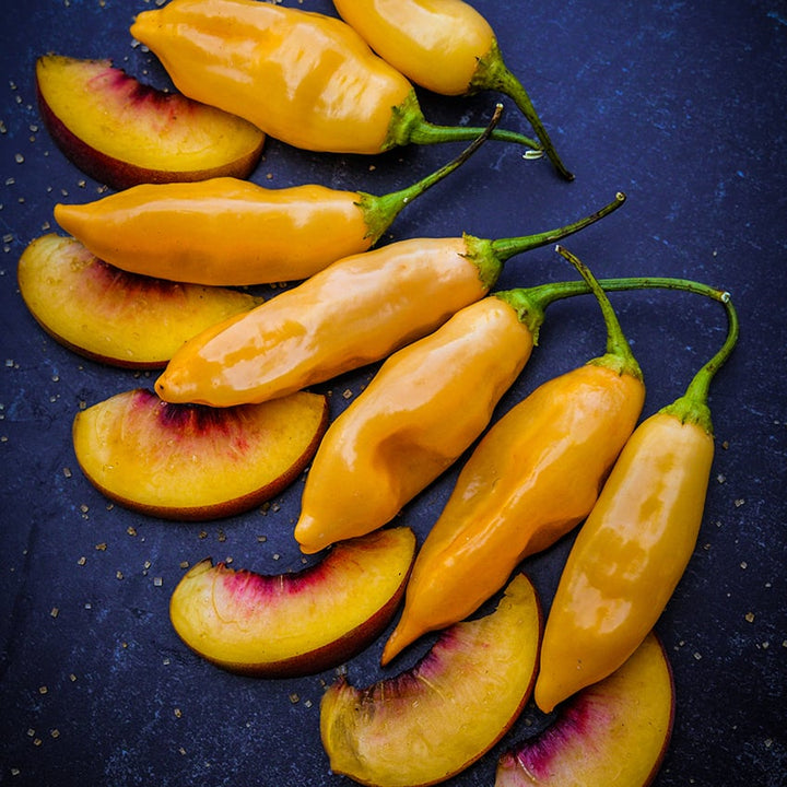 Sugar Rush Peach Peppers with peach slices on blue background.