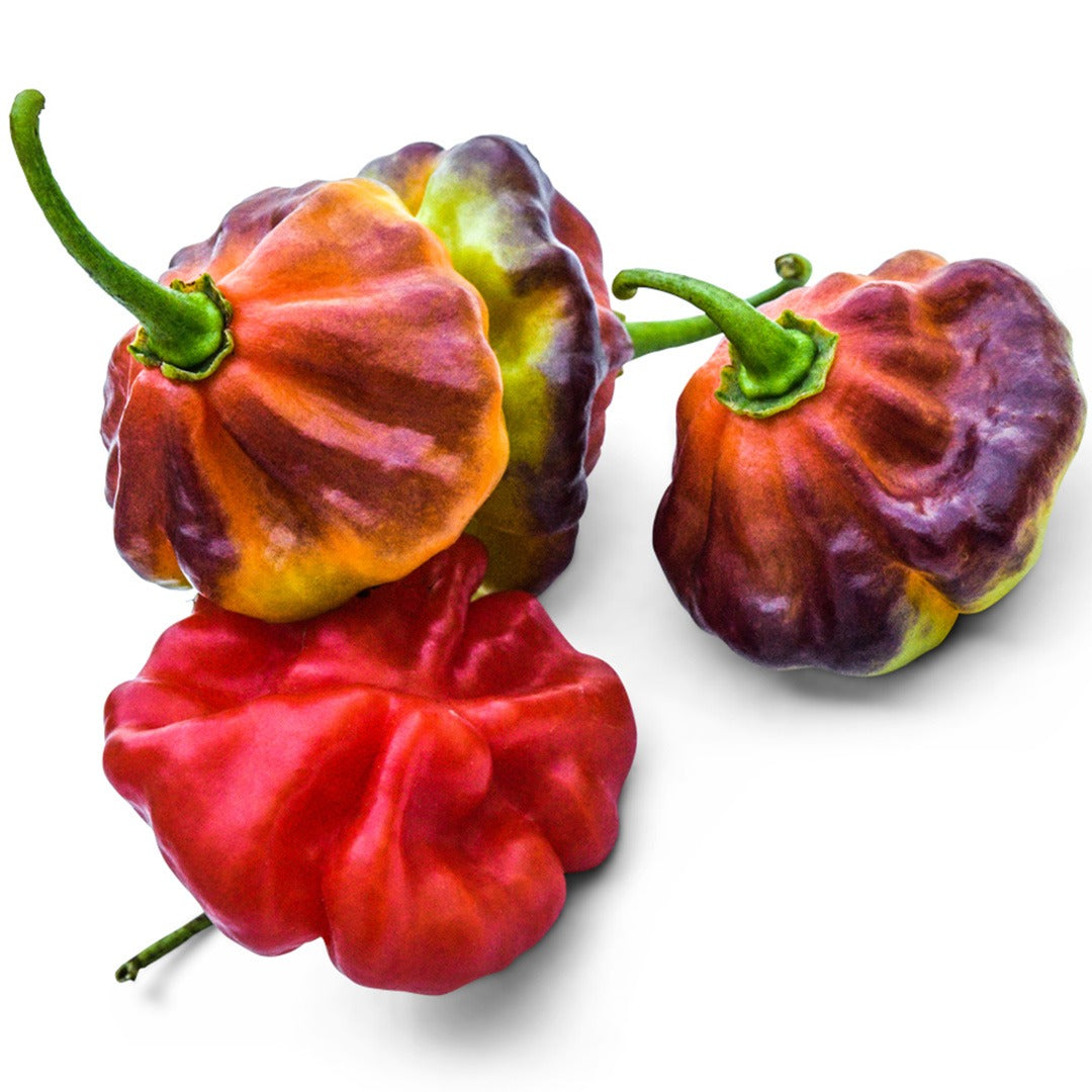 Aji Cachucha Sweet Peppers on a white background.