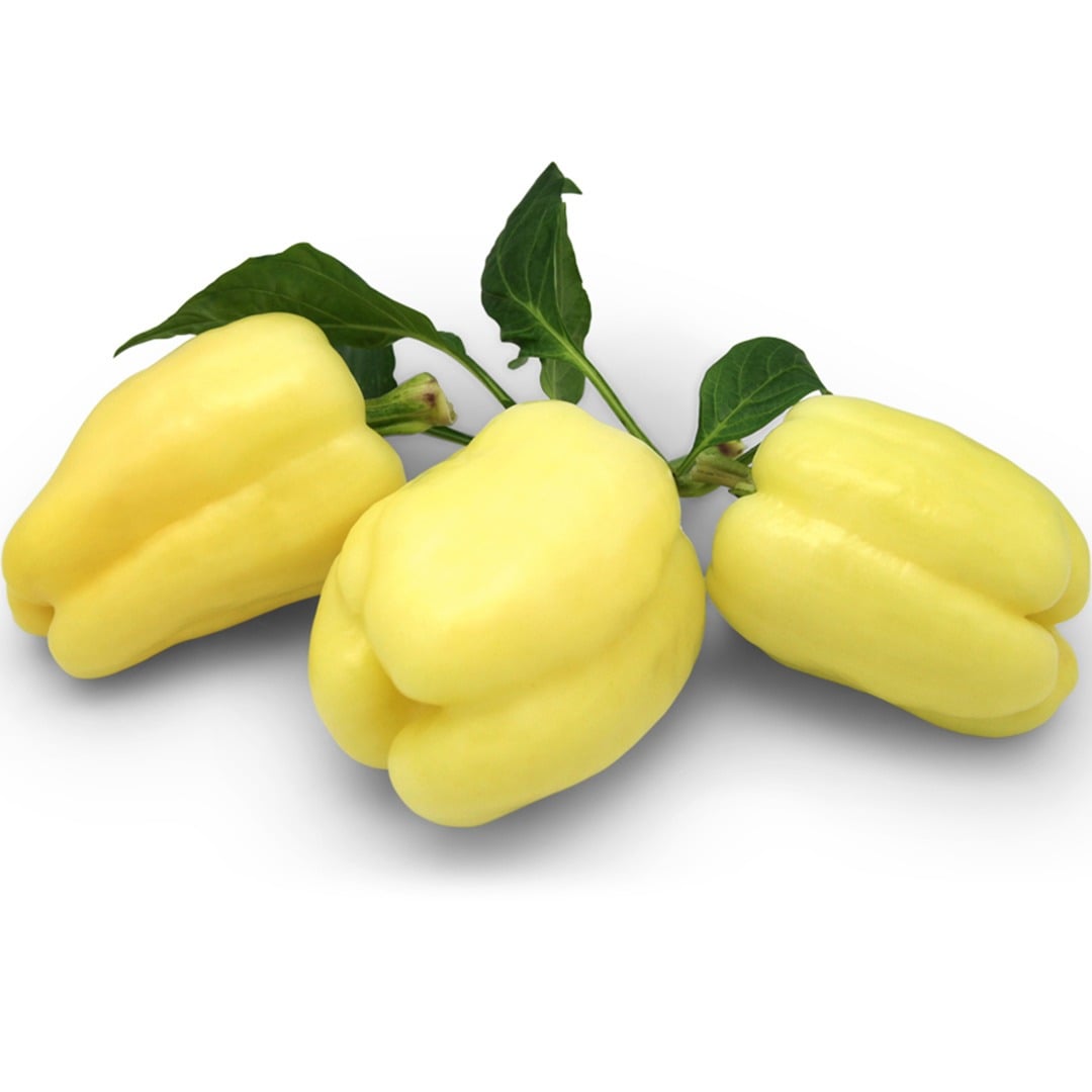 Trio of Albino Bullnose Sweet Peppers on a white background.