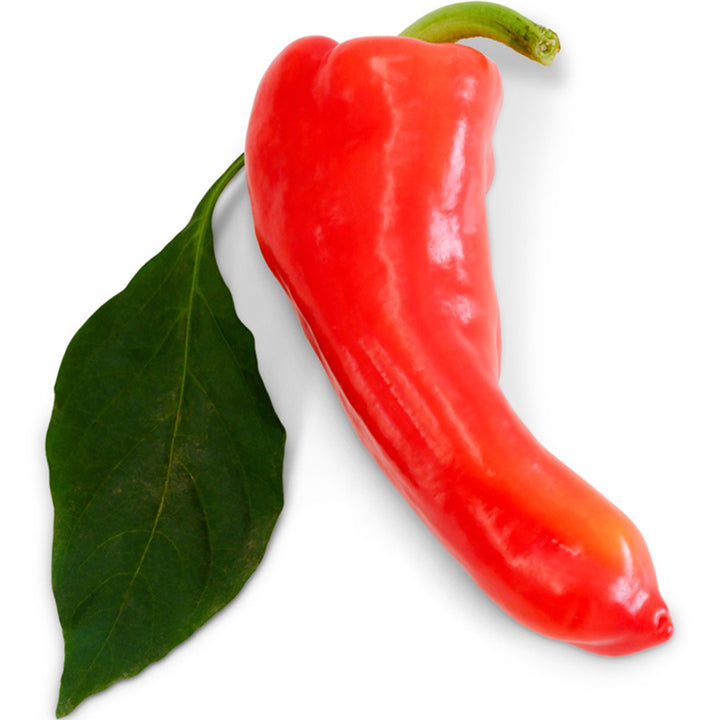 Single Giant Aconcagua Sweet Pepper on a white background.
