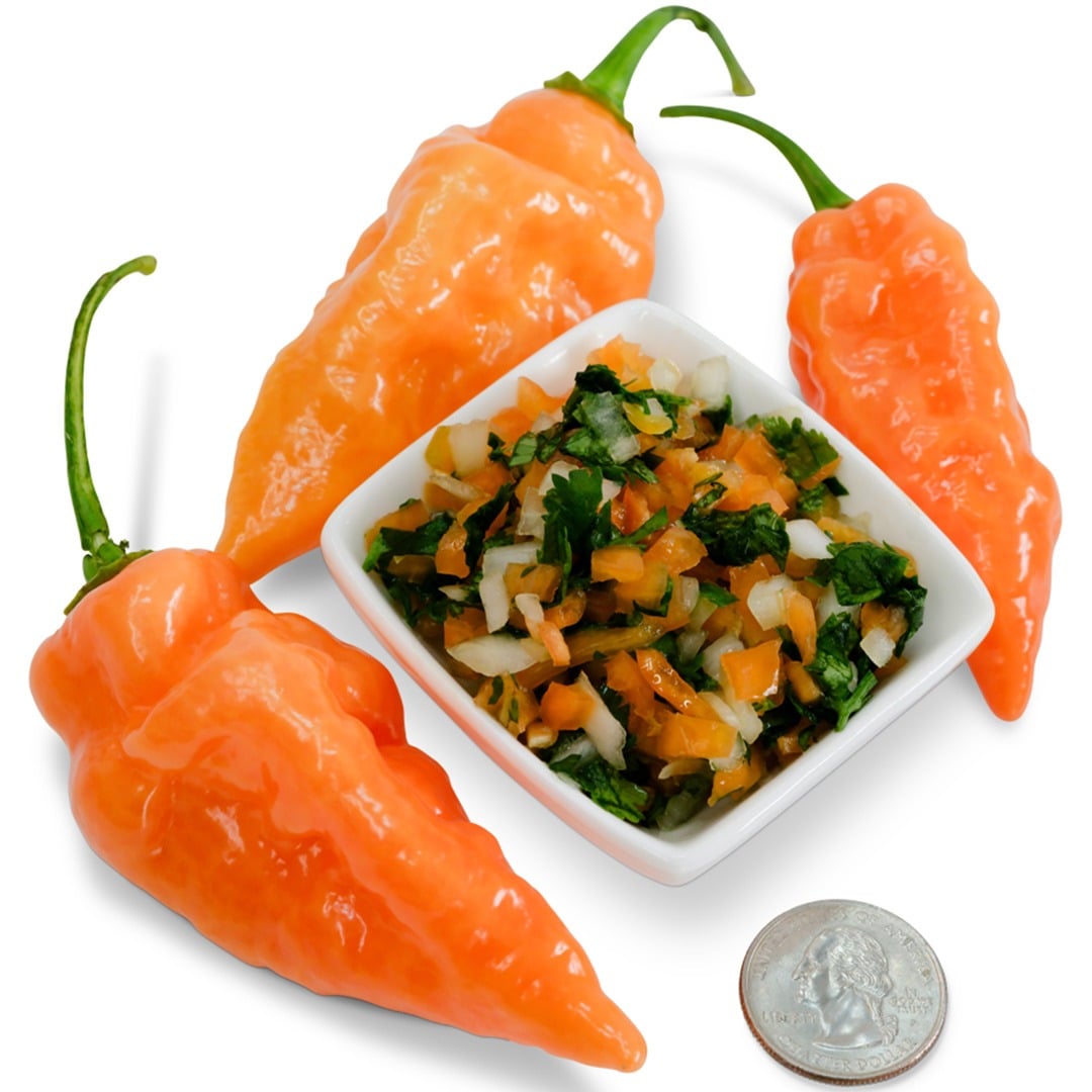 Sweet Habanada Sweet Peppers with pepper slaw on a white background.
