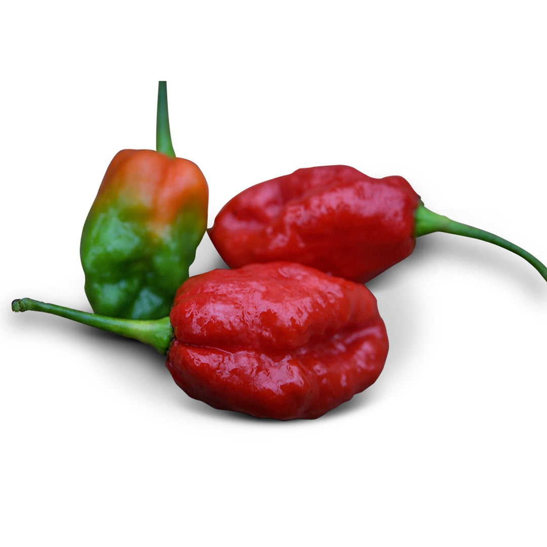 A trio of Sweet Moruga peppers on a white background