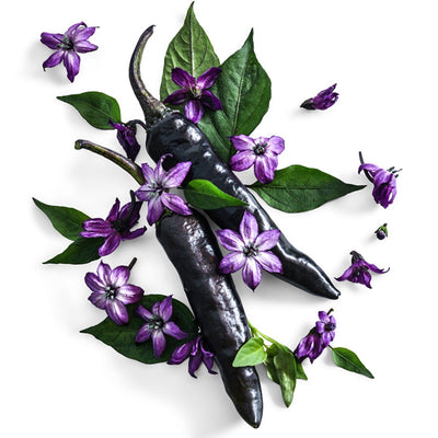 Sweet Pepper Seeds, Murasaki Purple