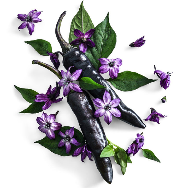 Murasaki Purple Sweet Peppers with blooms and foliage on a white background.