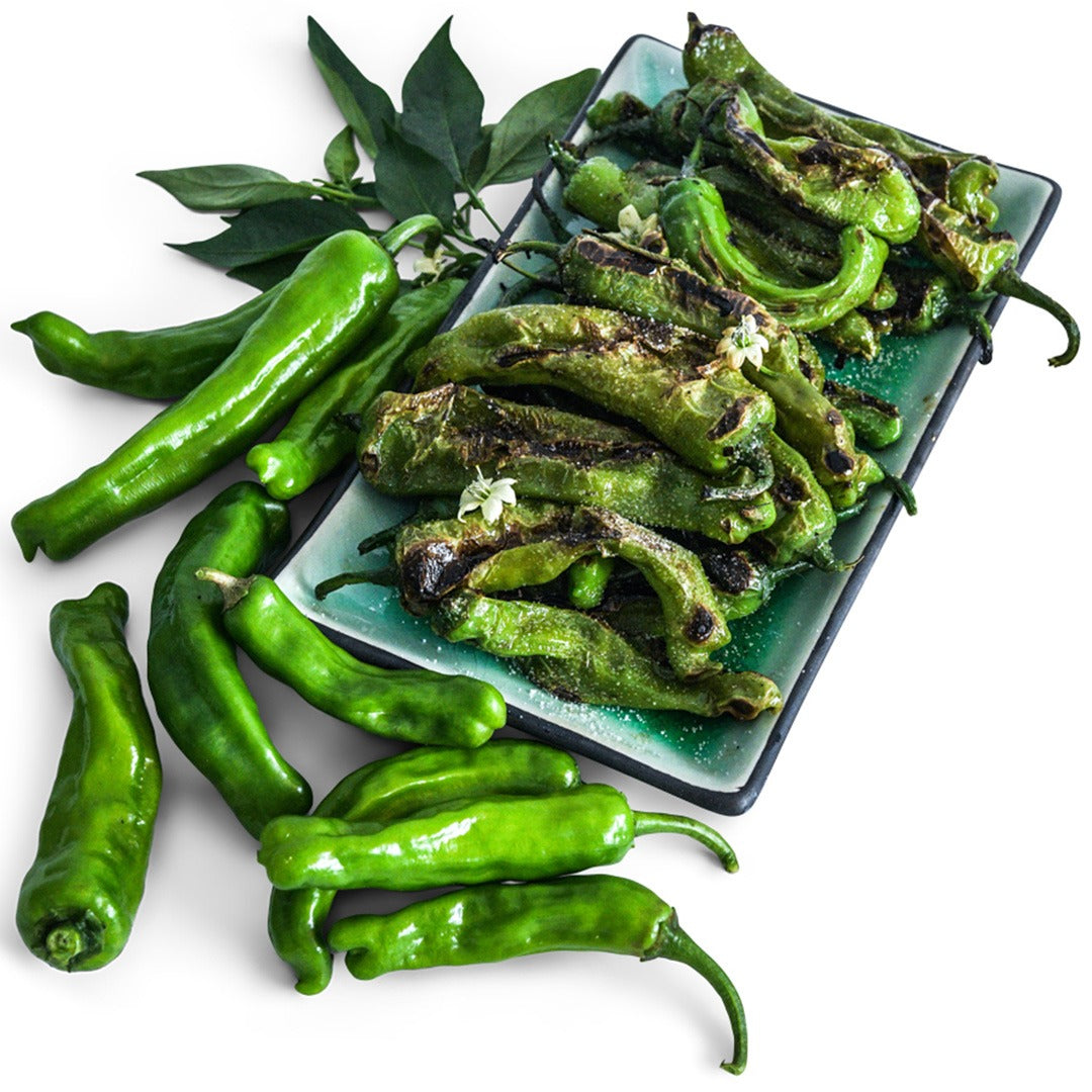 Whole Shishito Sweet Peppers next to teal plate with roasted peppers on a white background.