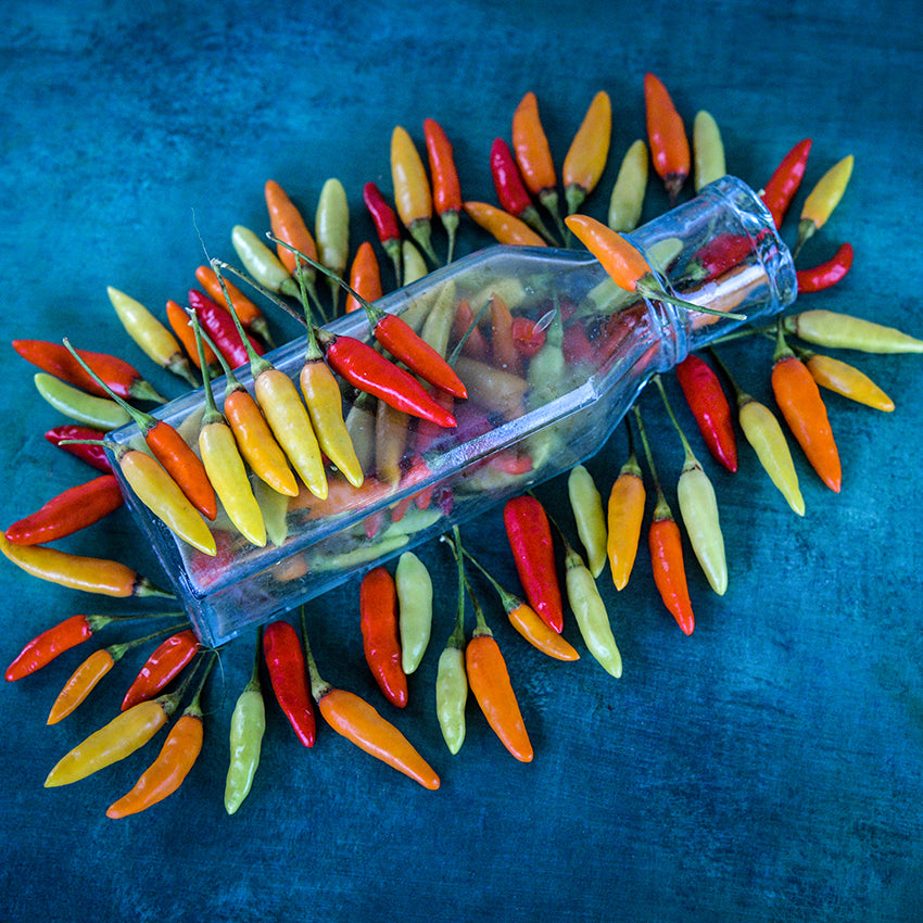 Tabasco Peppers around vintage jar on blue background.