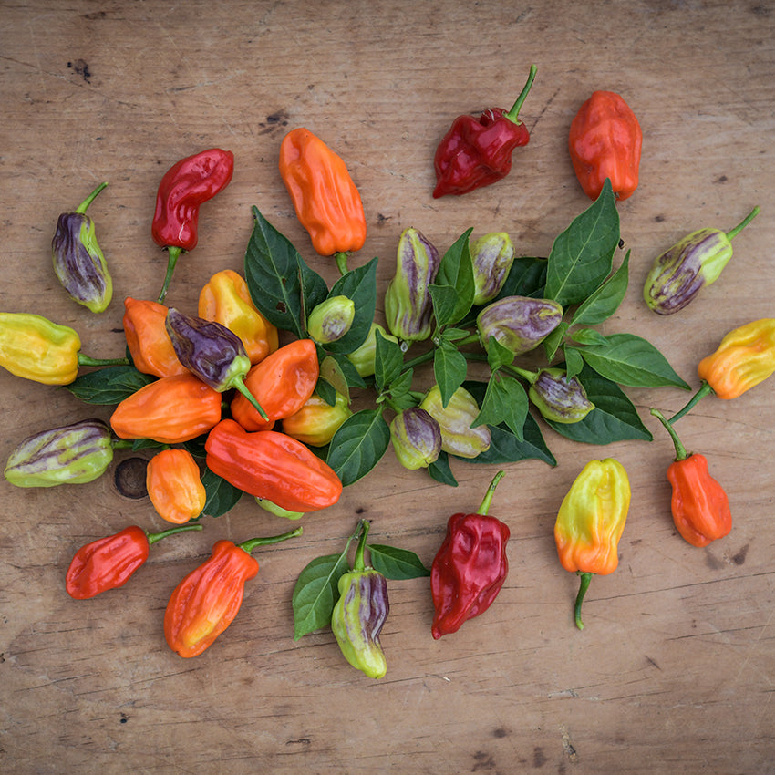 Tobago Seasoning Pepper with foliage on wooden countertop.