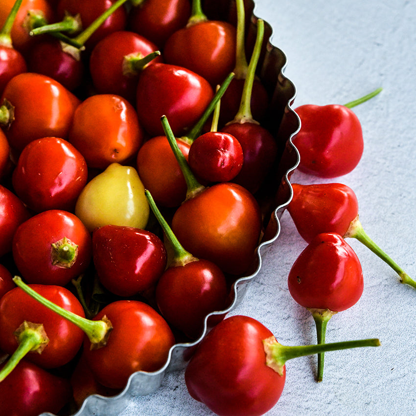 Trepadeira Werner Peppers in pie pan on light background.