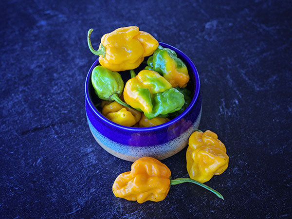A bunch of Trinidad Scorpion, Yellow Hot Peppers on a dark blue background.