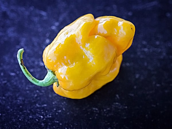 An individual Trinidad Scorpion, Yellow Hot Pepper sitting on a dark blue background.
