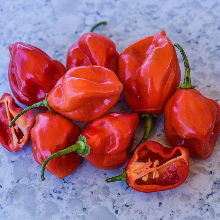 West Indies Red Habanero Peppers on blue marbled background.