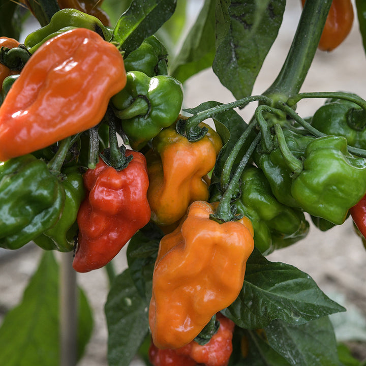West Indies Red Habanero Peppers on plant in garden.