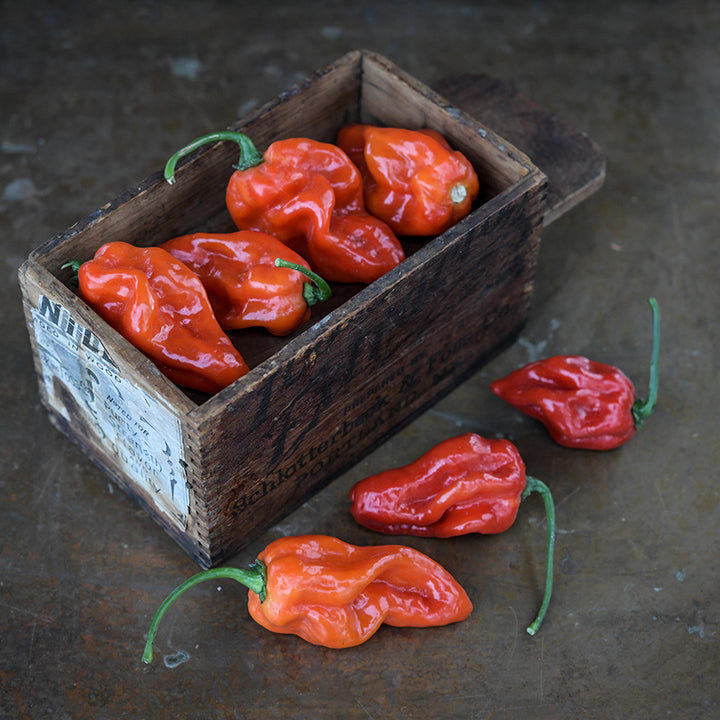 West Indies Red Habanero Peppers in wooden box.