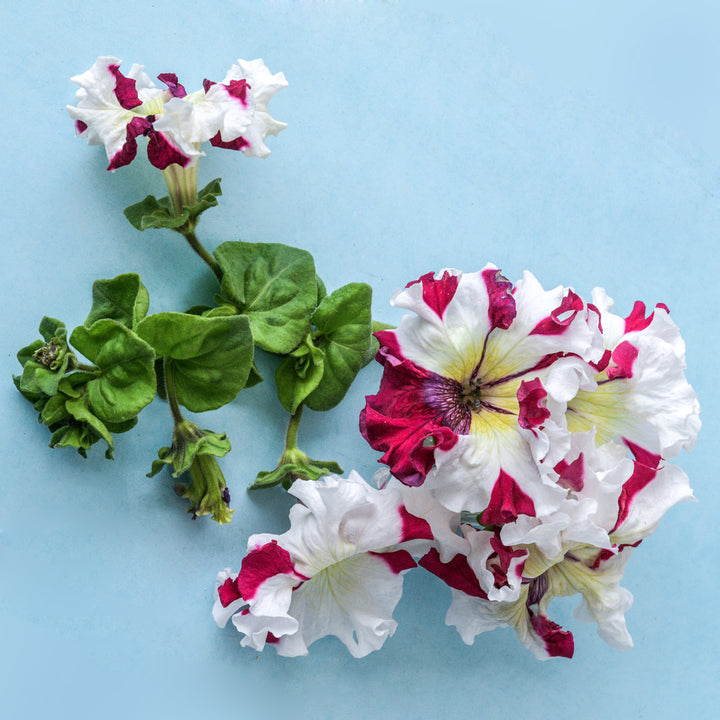 Copper Spotted Petunias with foliage arranged on a light blue background.