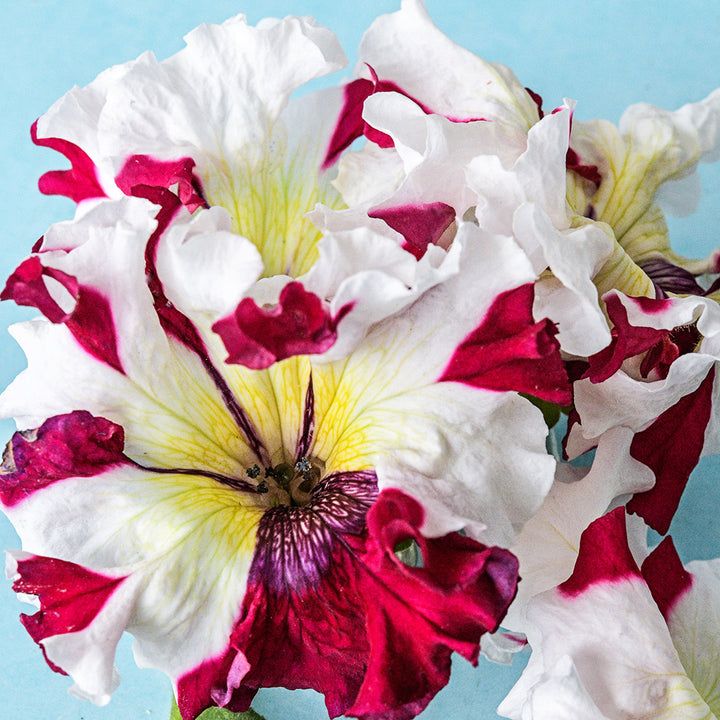 A close-up macro view of the interior of a Copper Spotted Petunia against a light blue background.