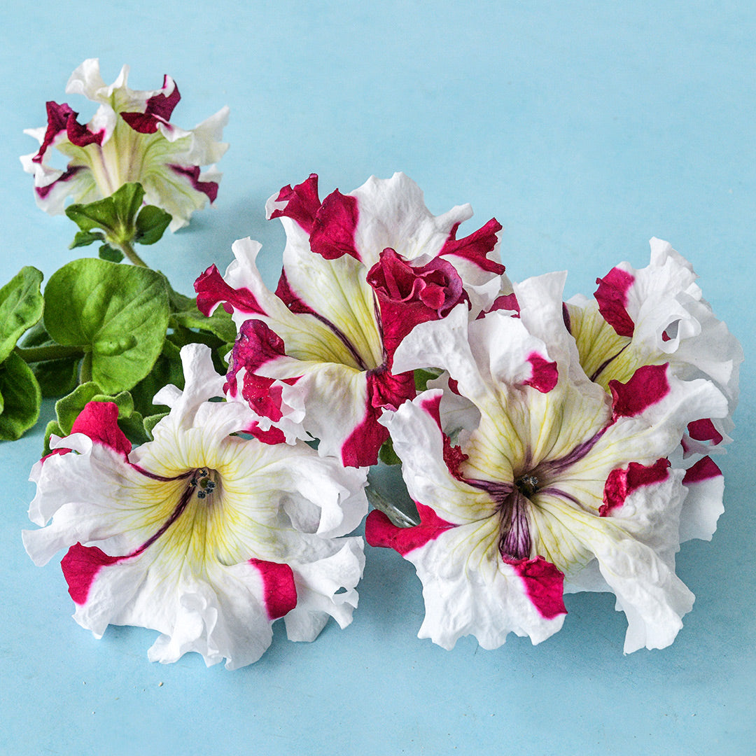 Five Copper Spotted Petunia flowers with some foliage arranged on a light blue background.