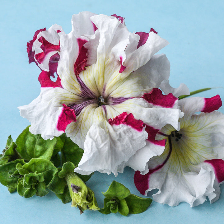 A close-up view of Copper Spotted Petunia flowers with foliage on a light blue background.
