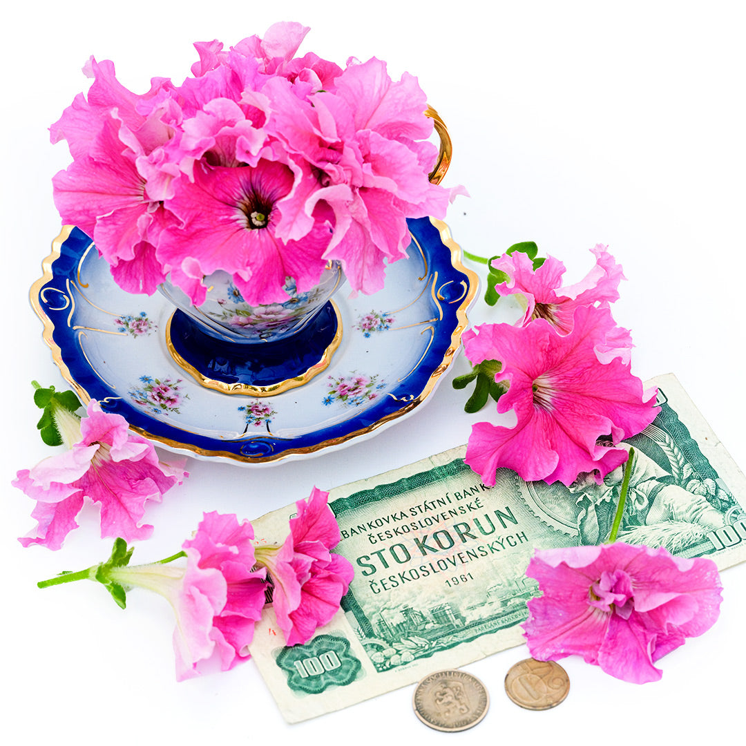 Peace Petunias in a Czech Republic tea cup with money on a white background.