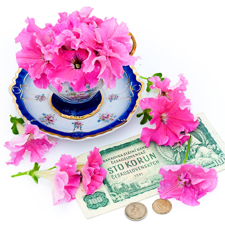 Peace Petunias in a Czech Republic tea cup with money on a white background.