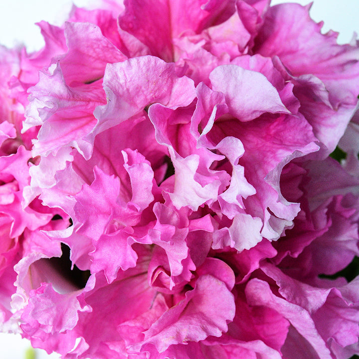 A close-up macro view of a Peace Petunia showing subtle varietied shades of pink in its petals.