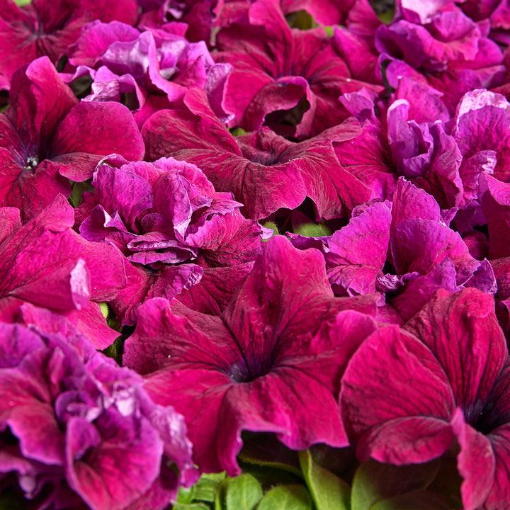 A side view of Dwarf Purple Petunias. Image courtesy of Cerny's.