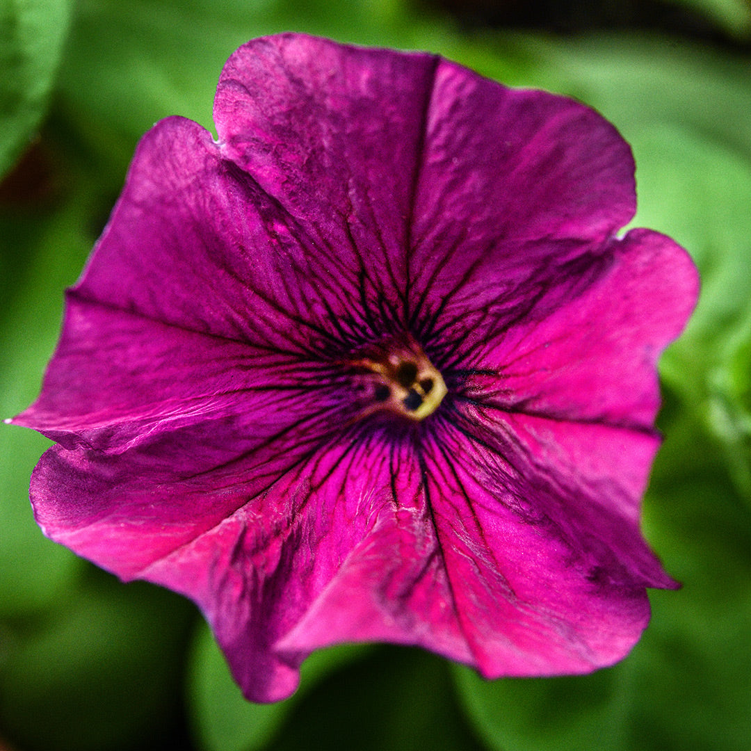 A close-up view of single Purple Dwarf Petunia growing in a pot in a Baker Creek greenhouse.