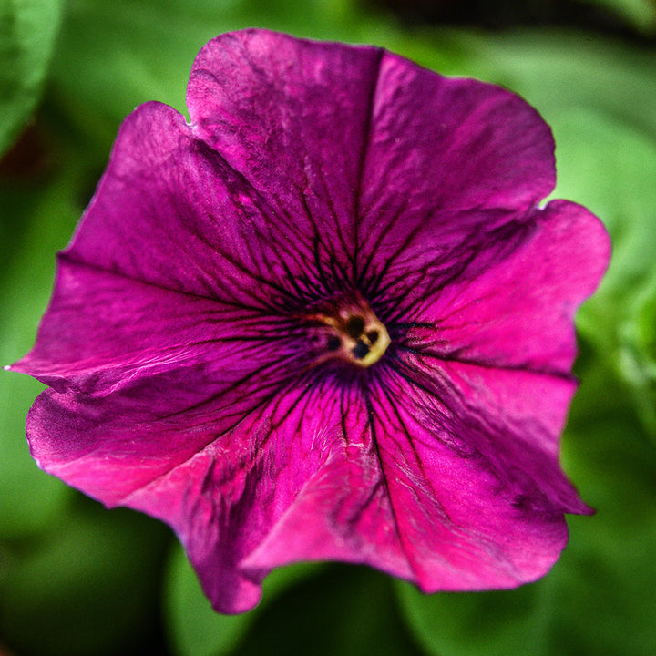 A close-up view of single Purple Dwarf Petunia growing in a pot in a Baker Creek greenhouse.