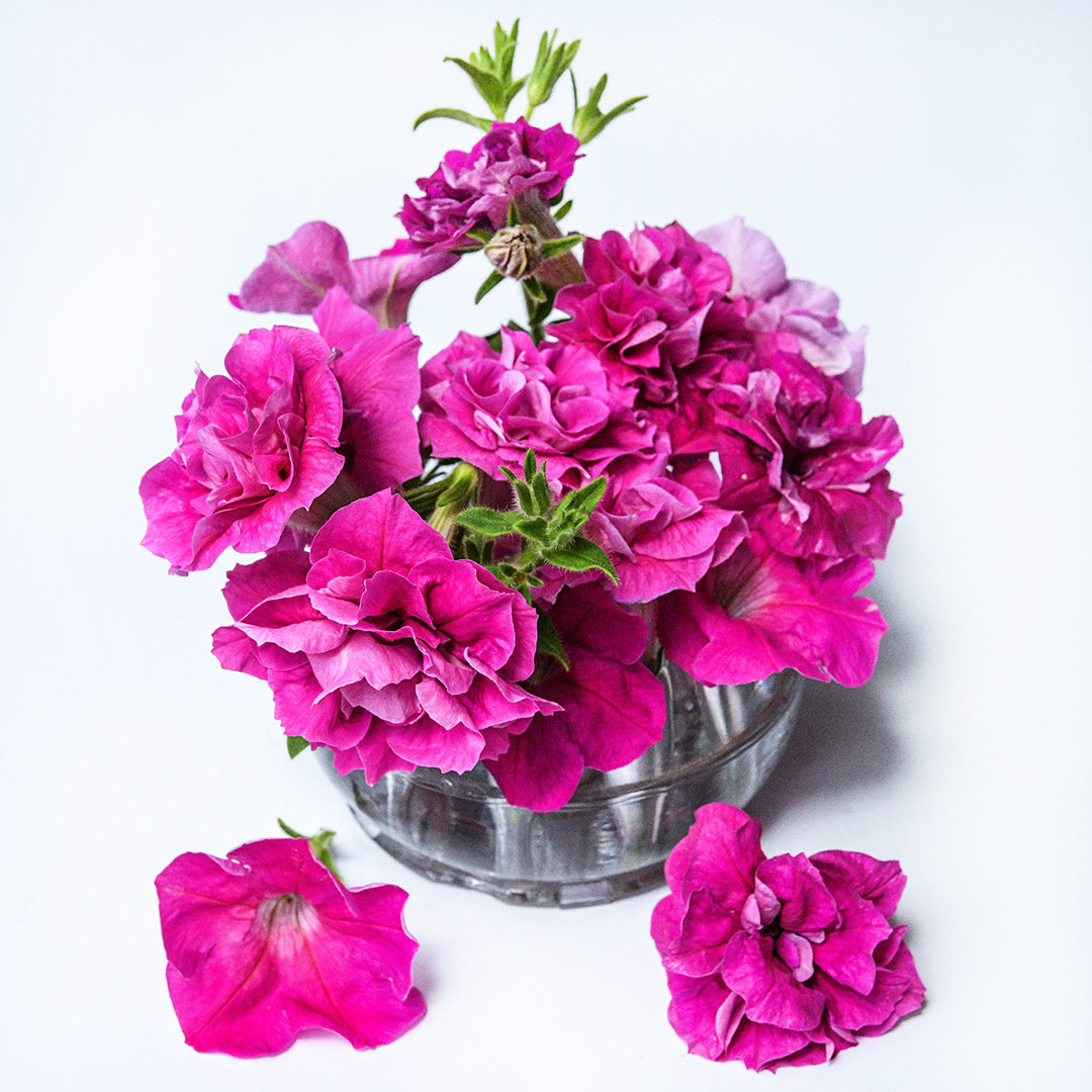 An arrangement of Rosa Bonheur Petunias on a white background.