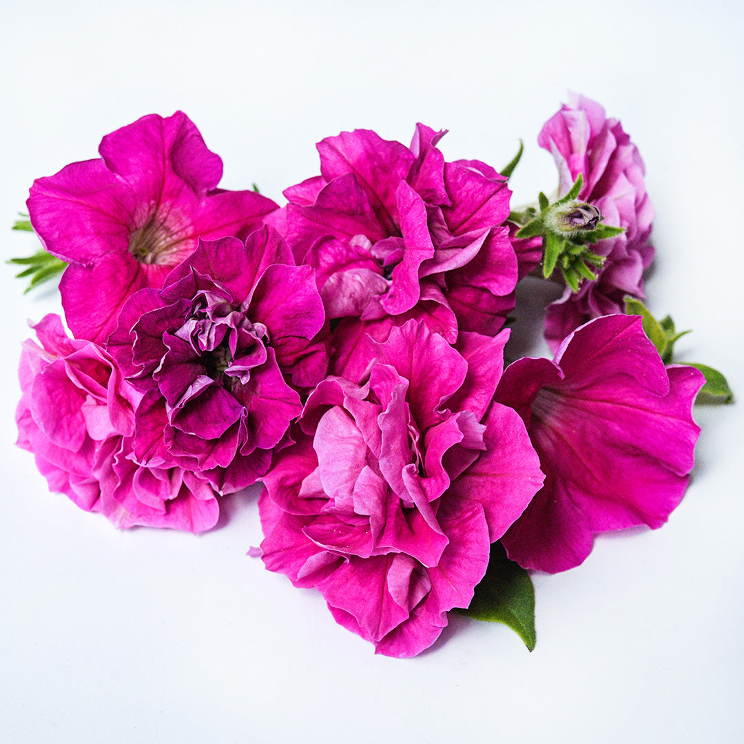 A half dozen or so of Rosa Bonheur Petunias arranged on a white background.