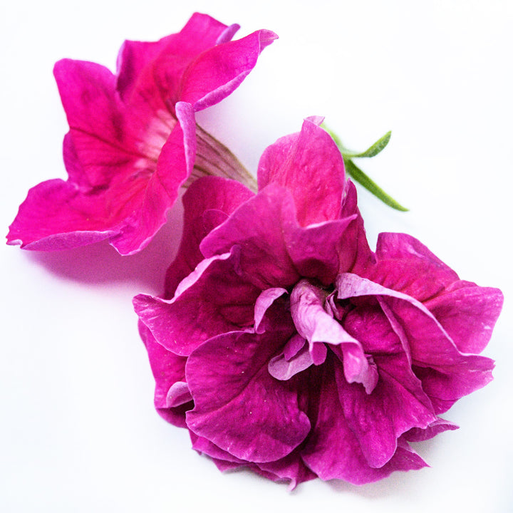 A close-up view of a couple of Rosa Bonheur Petunias on a white background.