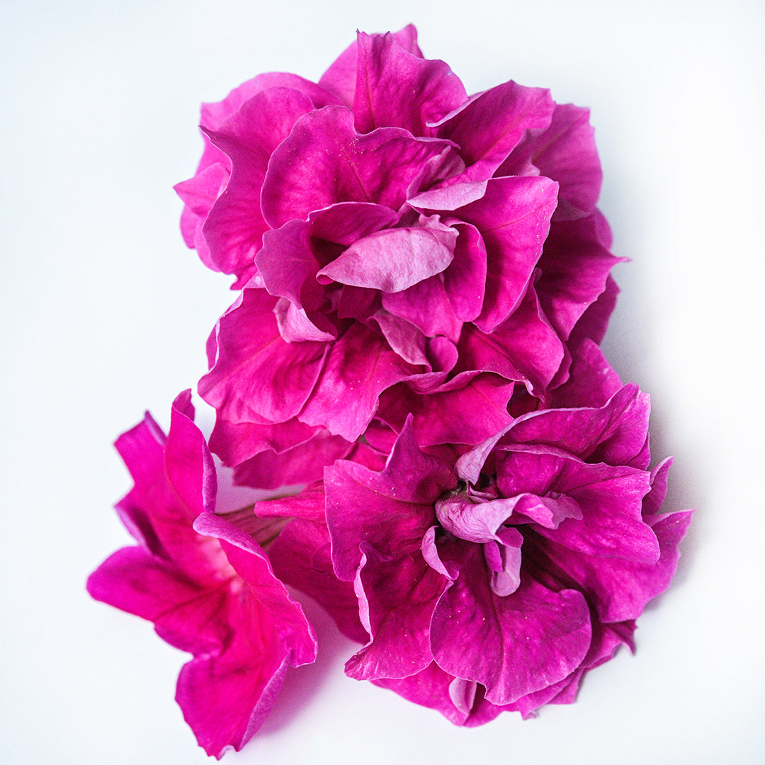 Rosa Bonheur Petunias resting on a white background.
