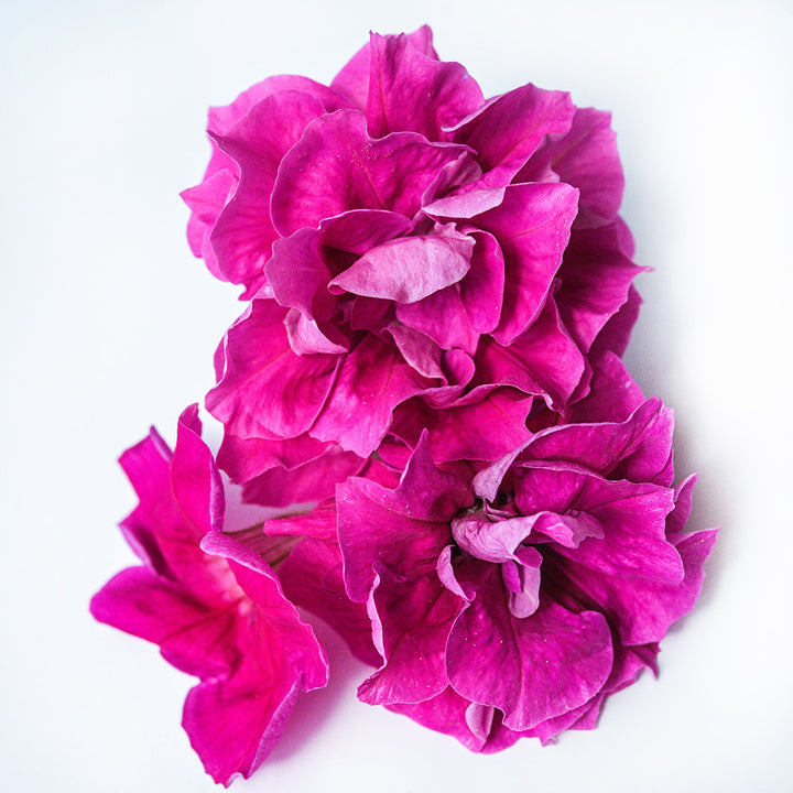 Rosa Bonheur Petunias resting on a white background.