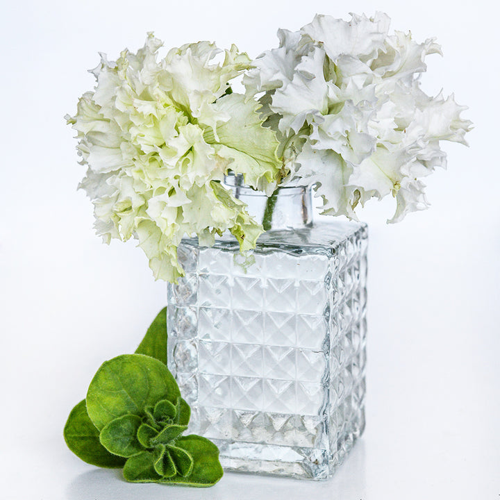A couple of White Double Petunias in a glass vase with some leaves on a white background.