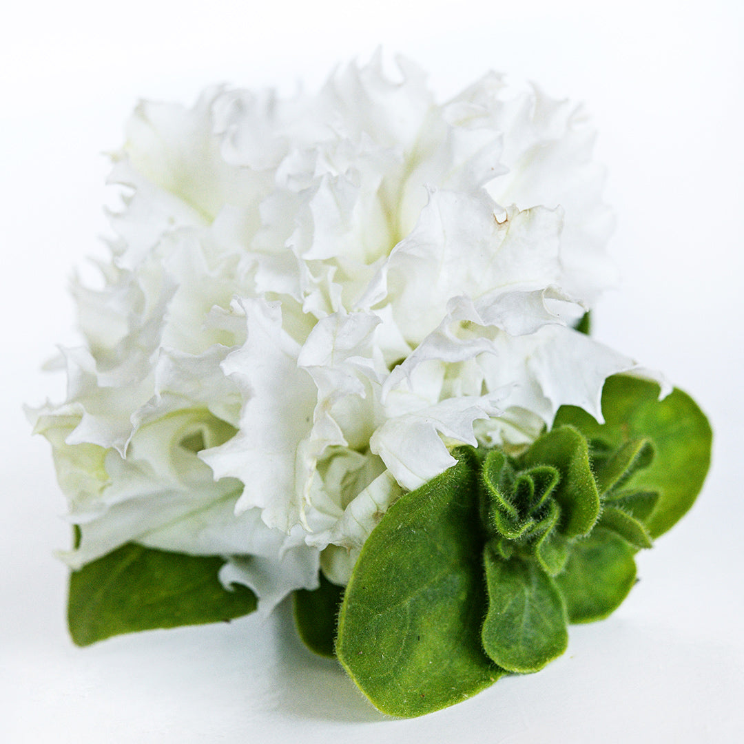A White Double Petunia with some leaves on a white background.