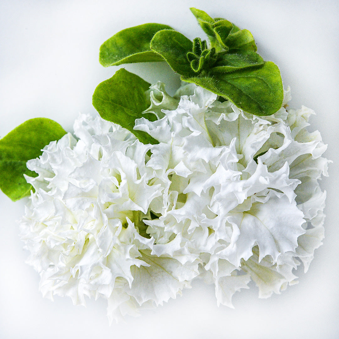 A couple of White Double Petunias on a white background.