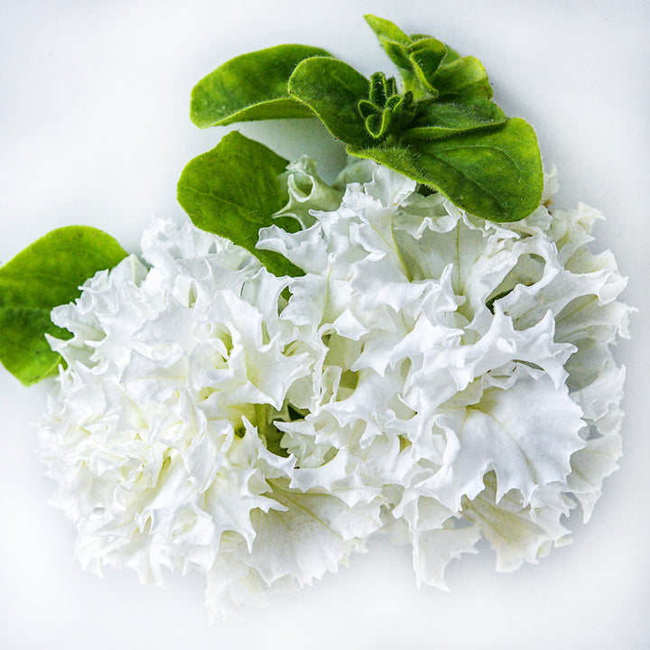 A couple of White Double Petunias on a white background.