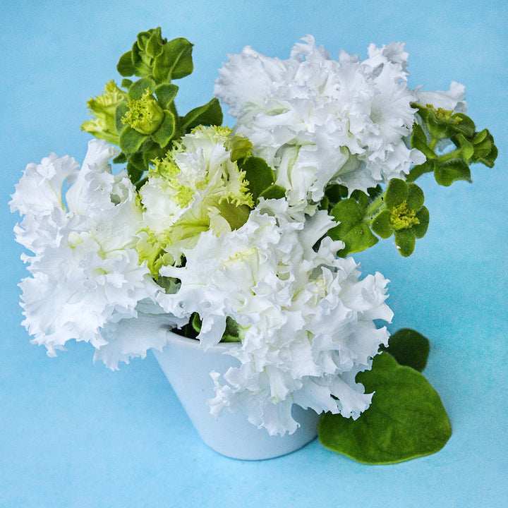 Several White Double Petunias in a white vase on a light blue background.