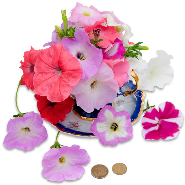 Bouquet of Balcony Mix Petunias in a decorated teacup on a white background.