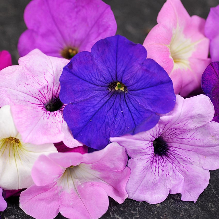 Close-up of Petunia Balcony Mix blooms on dark background.