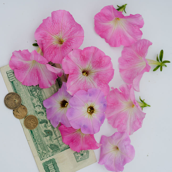 Pink and purple blooms from Balcony Mix Petunia.