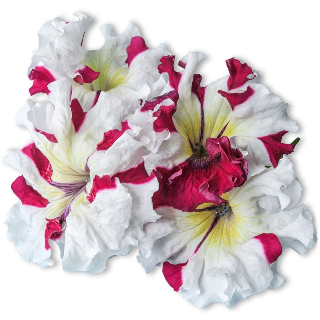 Close up of Copper Spotted Petunia blooms on a white background.