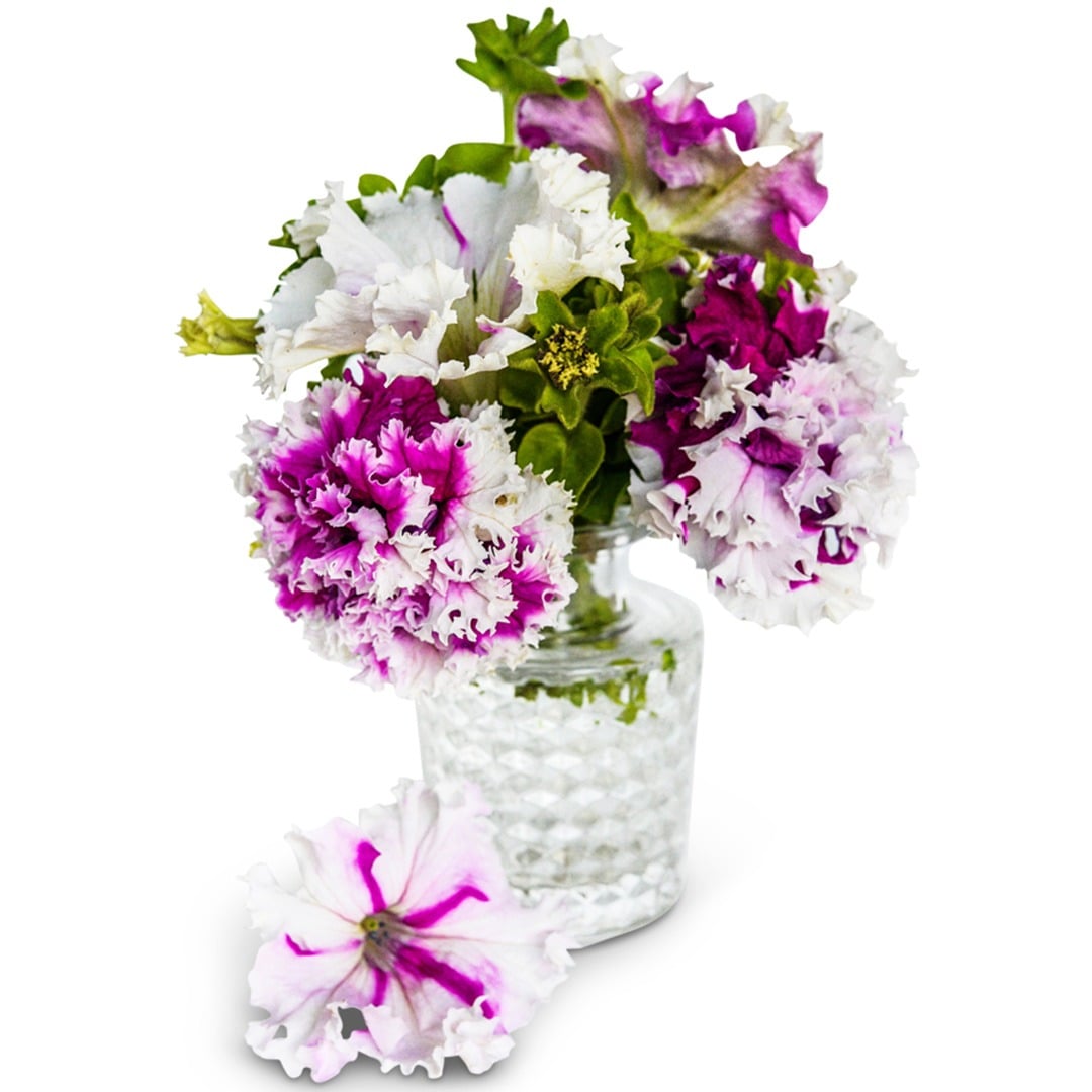 Bouquet of Greetings from Jaromere Petunia blooms on a white background.