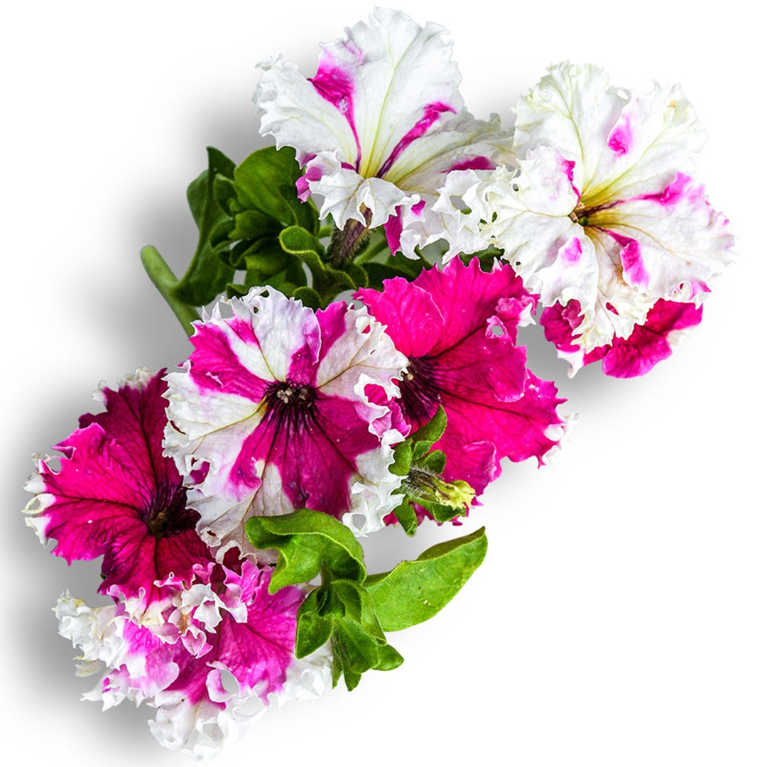 Karkulka Petunia blooms on a white background.