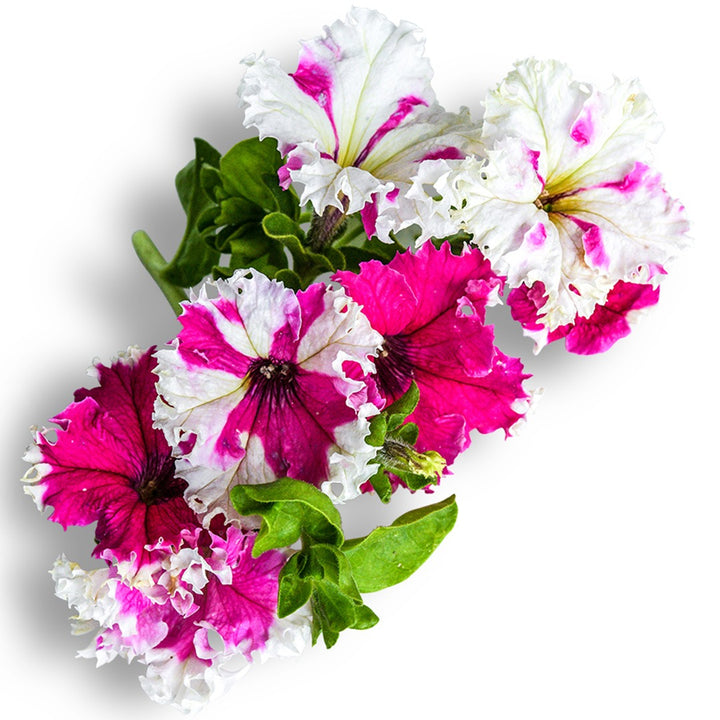 Karkulka Petunia blooms on a white background.