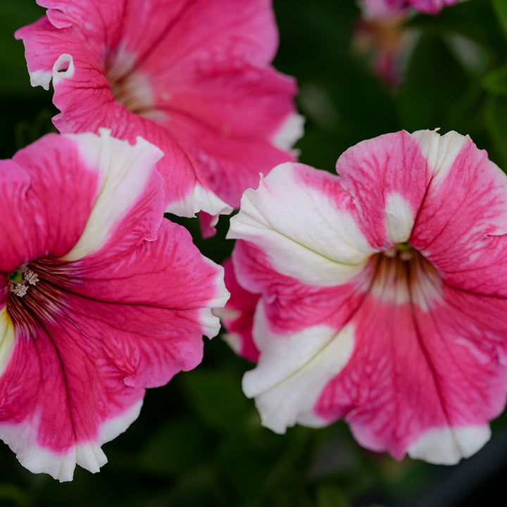 Karkulka Petunias growing in garden.