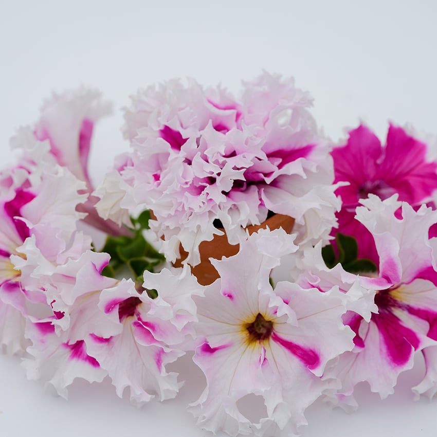 Close-up of Karkulka Petunias against a light background.