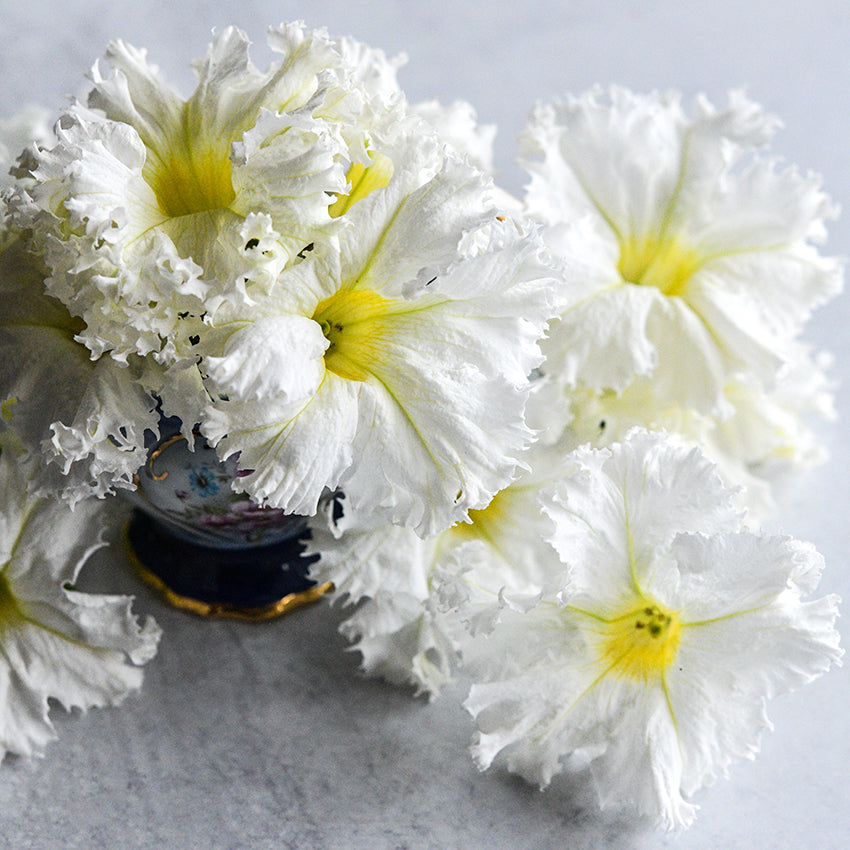 Large Lace Veil Petunia flowers arranged on a gray background.
