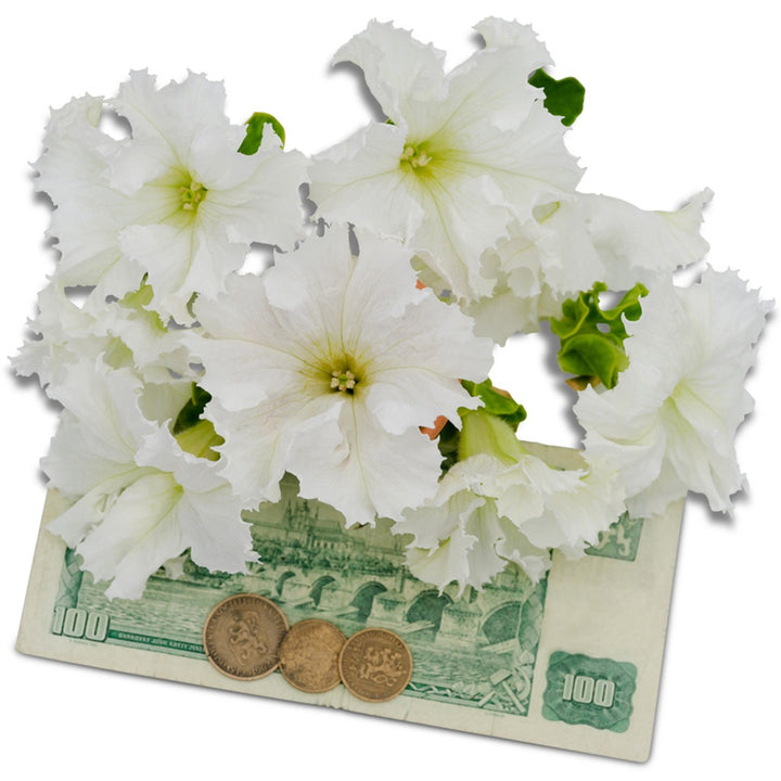 Lace Veil Petunia blooms with money on a white background.