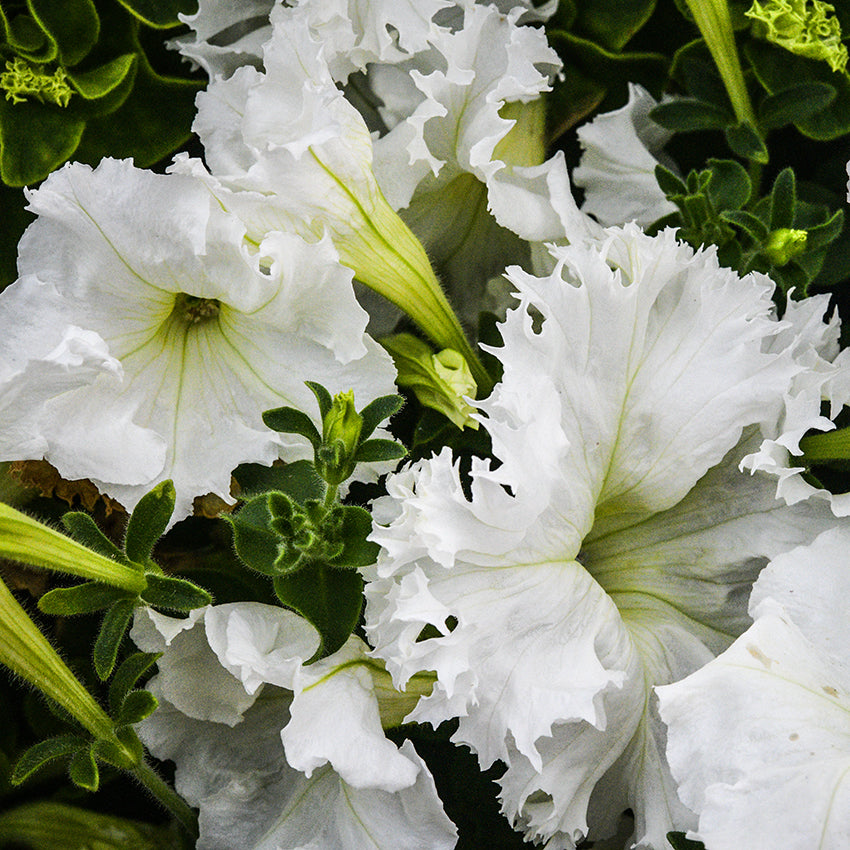 Large Lace Veil Petunia flowers growing in garden.