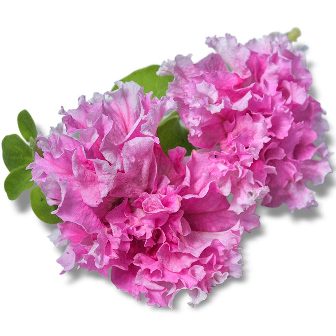 Close up of Peace Petunia blooms on a white background.